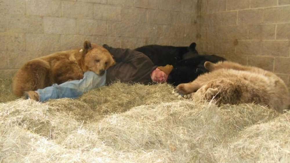 Video Heartwarming Tale Man Naps With Orphaned Bears To Help Them Sleep