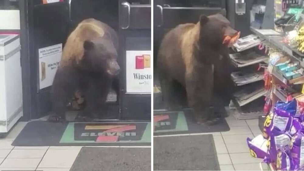 Video Hungry Brown Bear Repeatedly Raids 7 Eleven For Candy In California