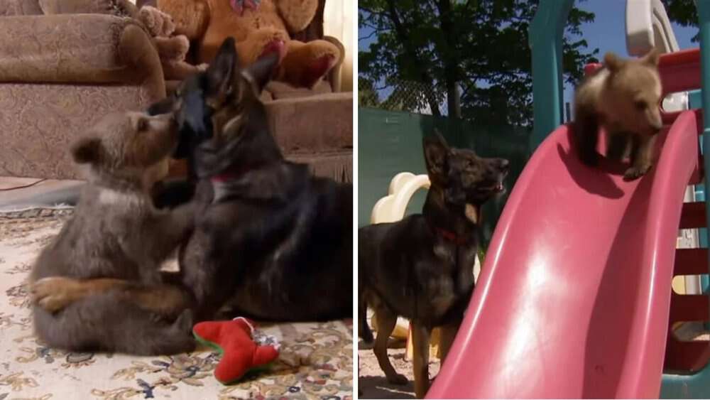 Video Lonely Bear Cub And Orphaned Pup Forge Unbreakable Bond At Animal Sanctuary