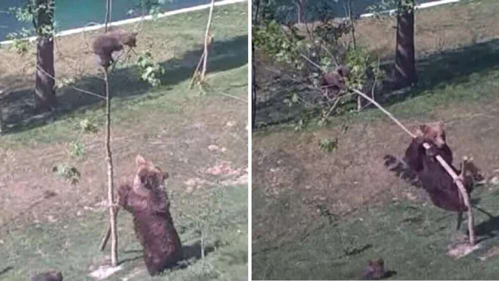 Video Mama Bear's Struggle To Get Playful Cub Down From Tree Captured In Adorable Video