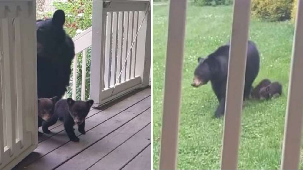 Video Man's Unlikely Friendship With A Bear Brings Unexpected Visitors