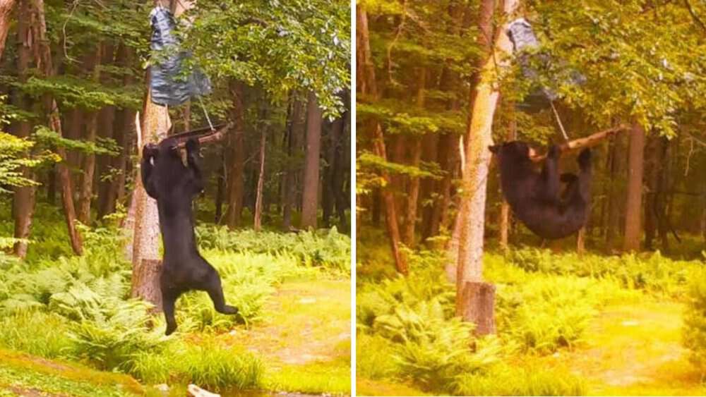Video Playful Young Bear Entertains While Raiding Bird Feeder