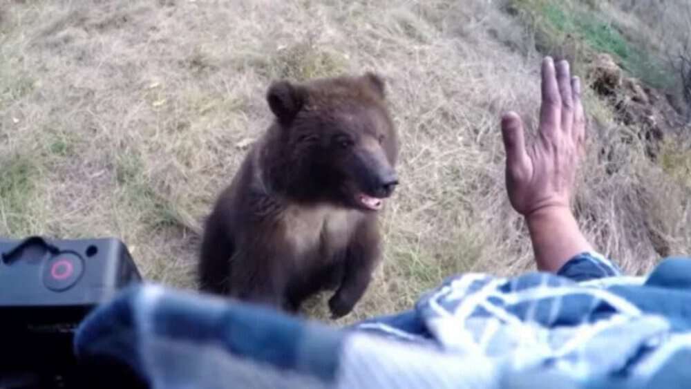 Video Rescued Orphaned Grizzly Bear Cub Enjoys Playful Bond With Her Rescuer