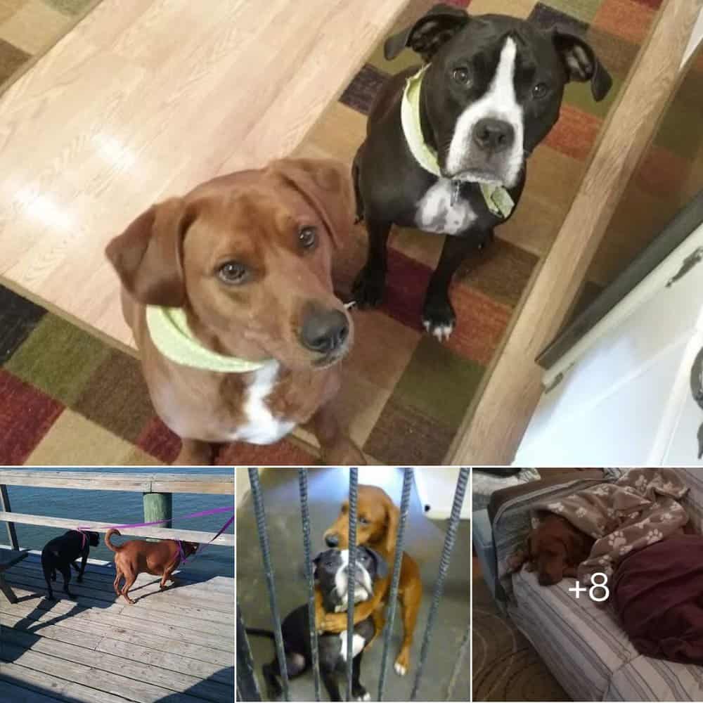 Viral Hug Saves Shelter Dogs Hours Before
