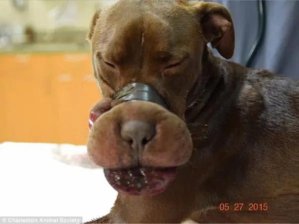 ¡Inaceptable! Un perro amordazado genera indignación 1 Image 4