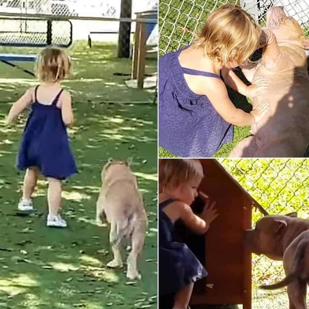 2 Years Old Girl Brings New Life To Sick Shelter Dog