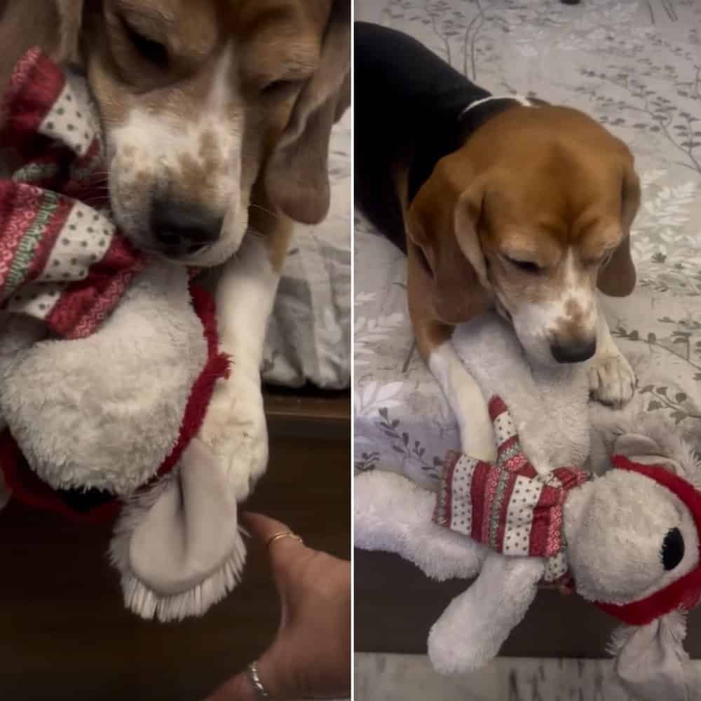 A Beagle's Devotion Protecting His Beloved Teddy Bear