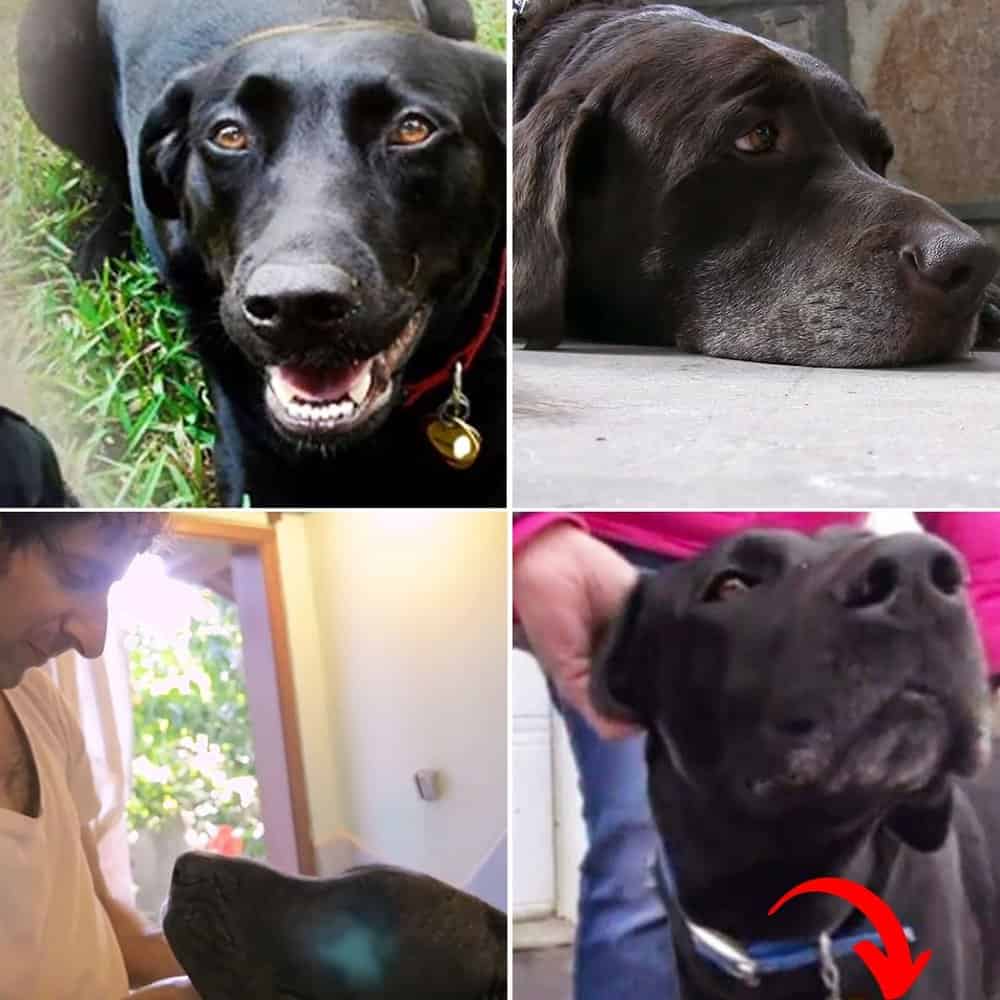 A Heroic Stray Dog Saves Unconscious Woman In A Heartwarming Rescue