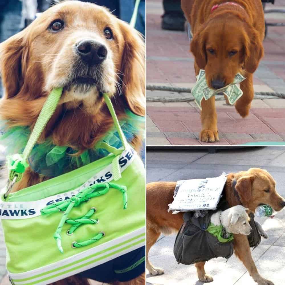 A Homeless Mother Dog's Heartfelt Journey From The Streets To A Brighter Future