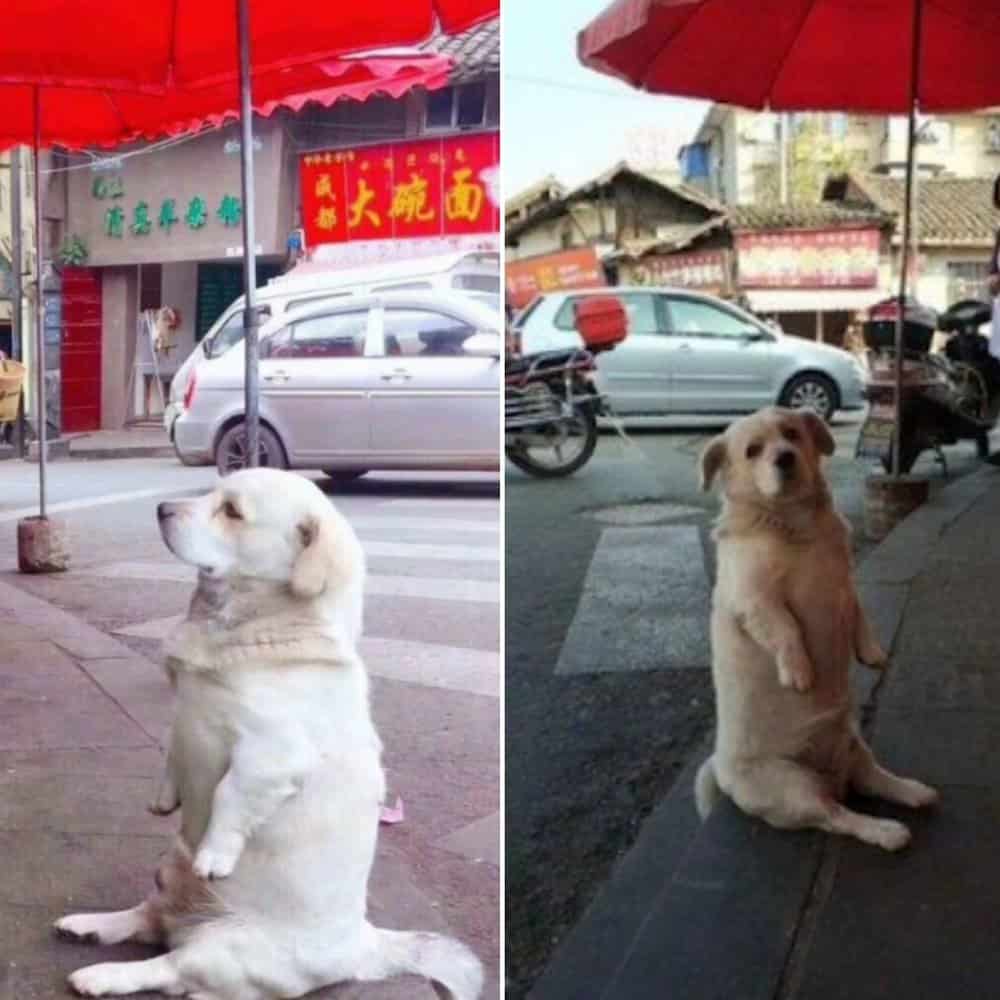 A Hungry Pup Named Bella The Tale Of A Restaurant Wait For Help