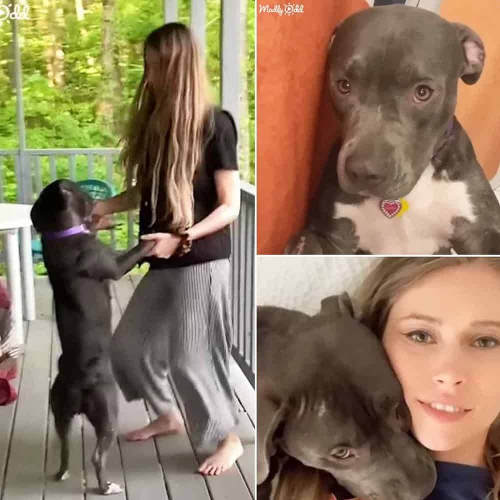 A Lonely Mama Dog Finds Love And A New Home
