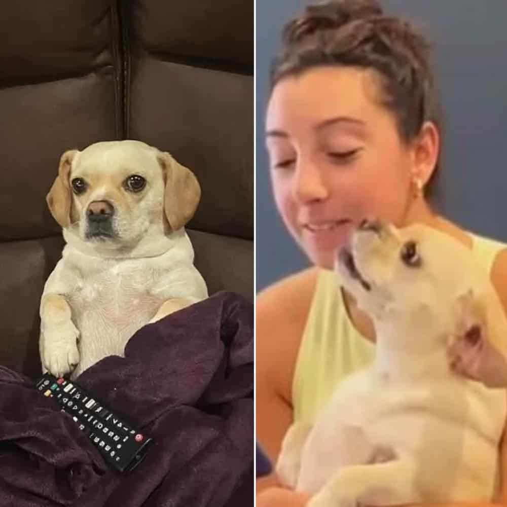 A Socially Awkward Dog Finds Comfort In One Person