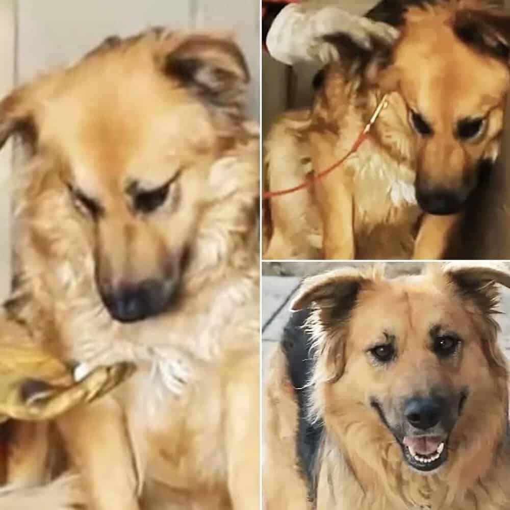 A Tale Of Hope For Dogs Who Have Never Felt Love Before