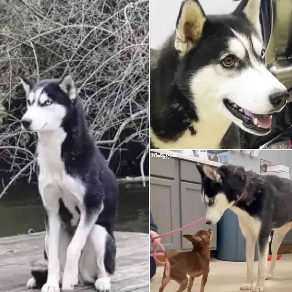 A Timely Rescue Transforms A Frightened Dog Into A Happy Companion