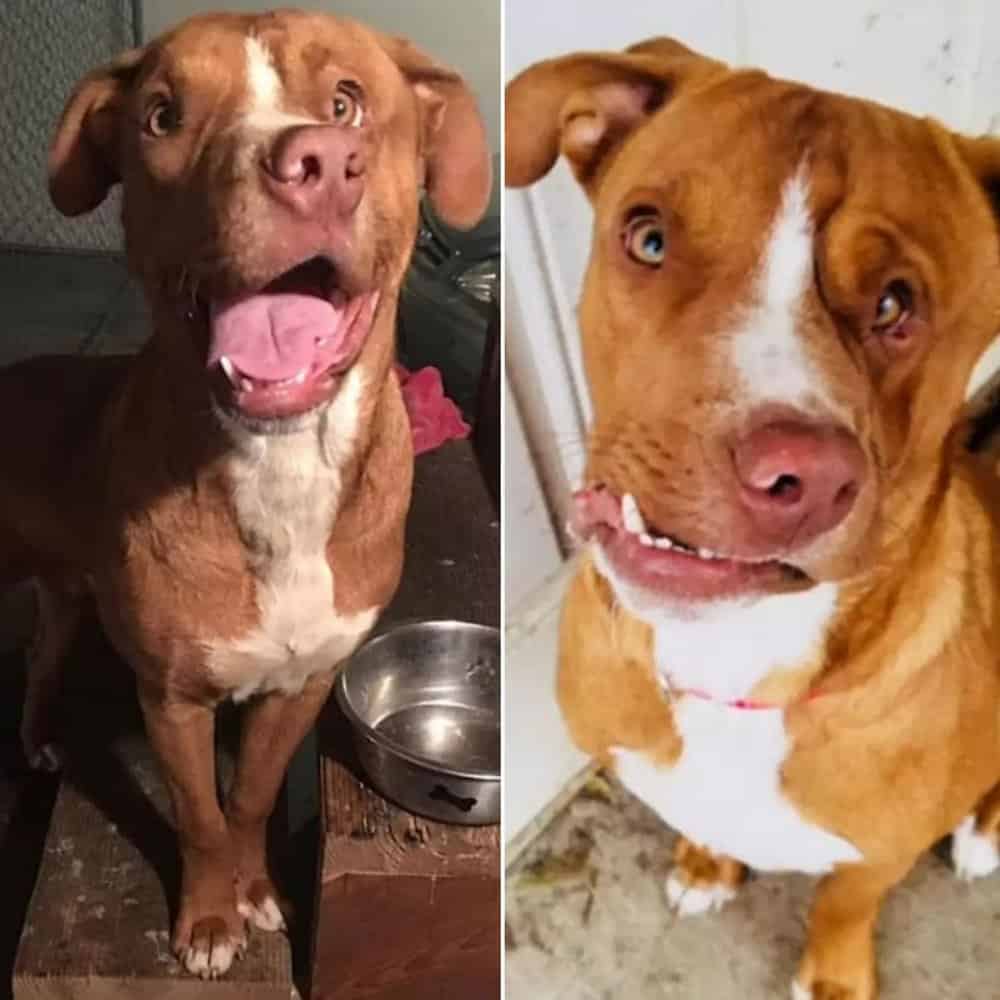 A Unique Dog Finds A Loving Home After A Challenging Start