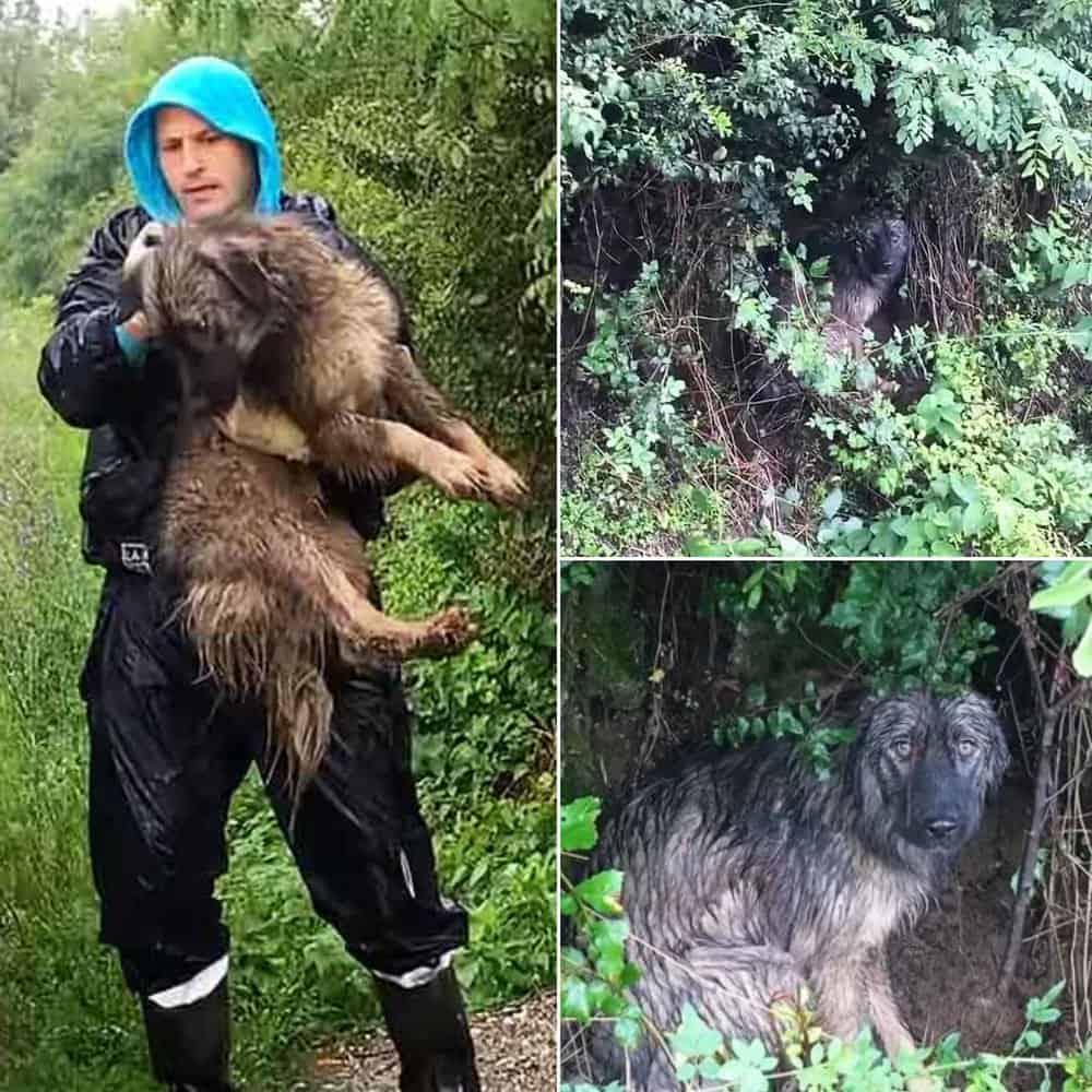 Abandoned Dog Rescued From Rain And Finds New Home