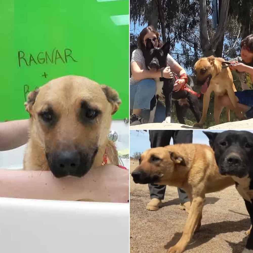 Abandoned Dogs Rescued From Desert Find New Hope