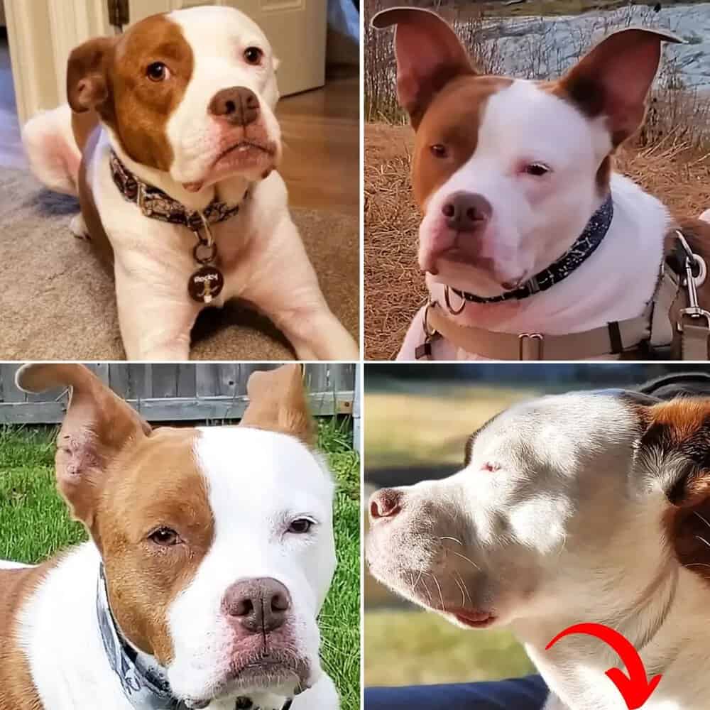 Abandoned Pitbull Overcomes Allergies And Finds New Home Filled With Love