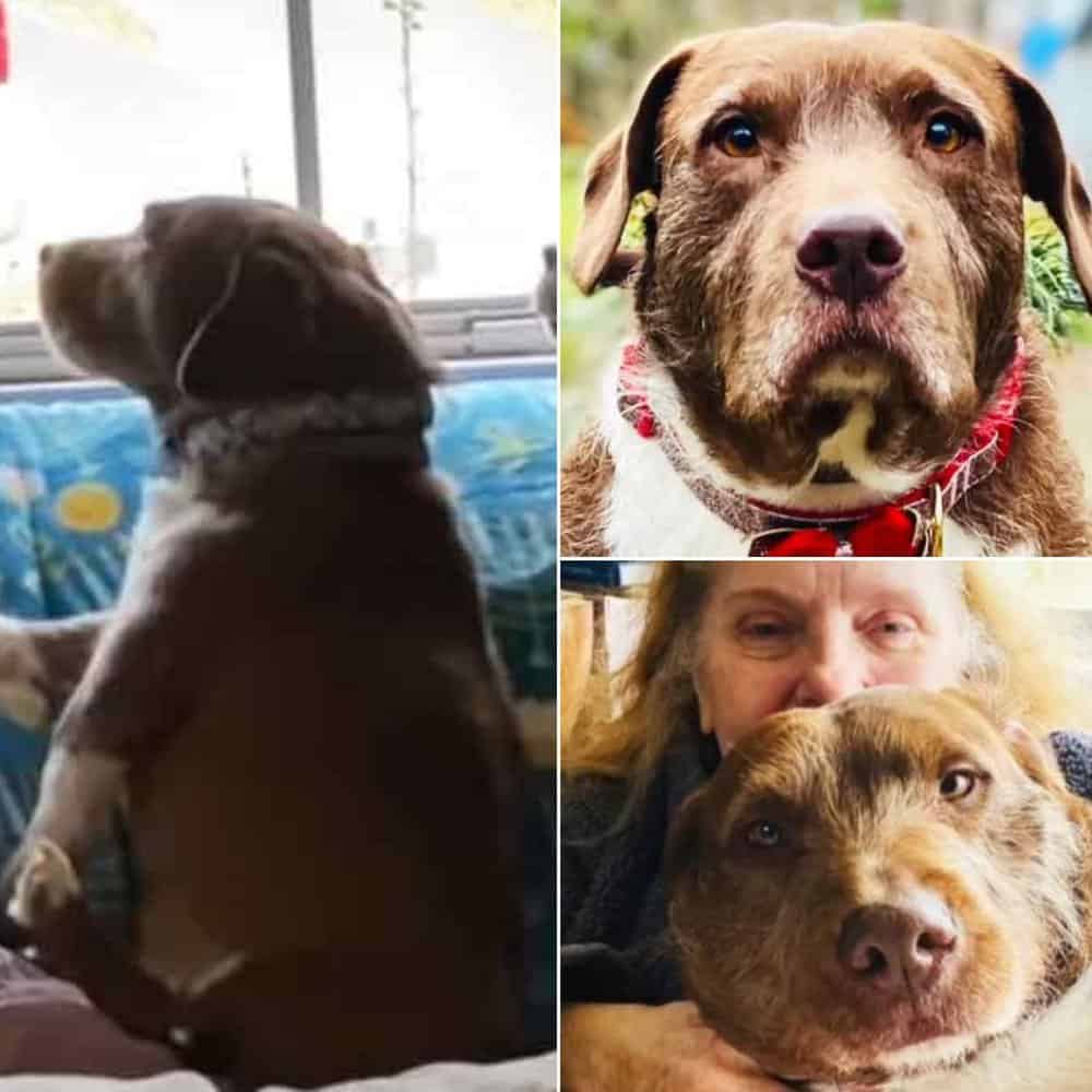 Abandoned Pup Believes He's The Funniest Dog Ever