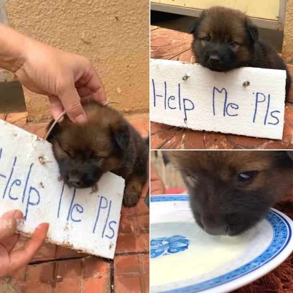 Abandoned Puppy’s Plea For Help Ignored Until Compassionate Rescue