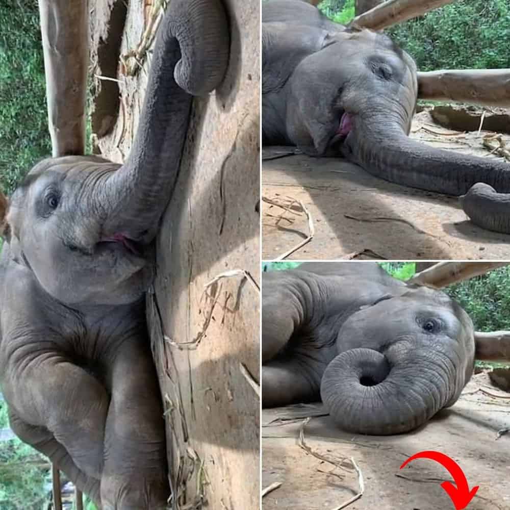 Adorable Baby Elephant Khun Seuk Charms with Hilarious Napping Noises