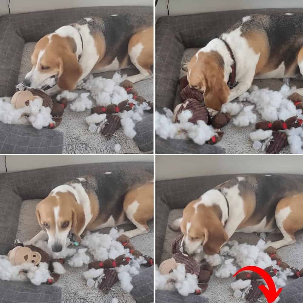 Beagle's Joyous Birthday Bash Unwrapping Happiness With A Teddy Bear