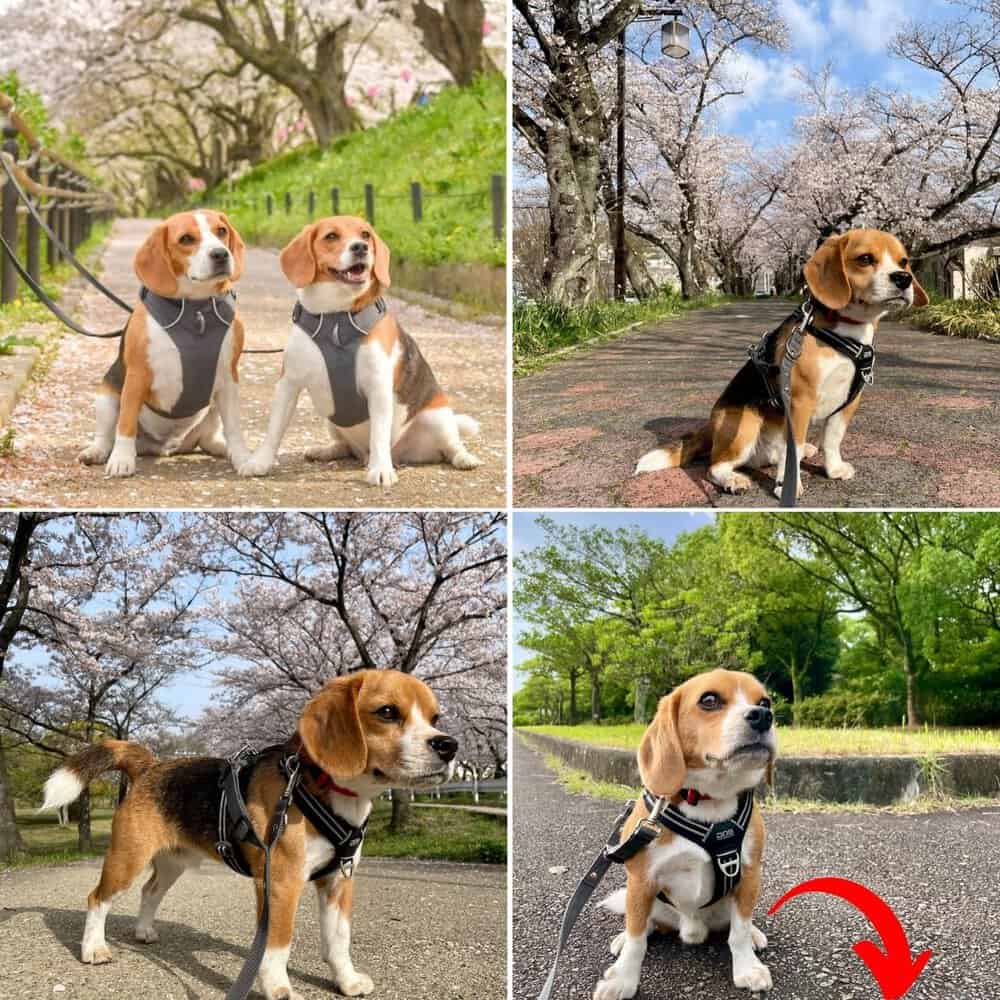 Blossoming Adventure Beagles Enjoy A Springtime Walk