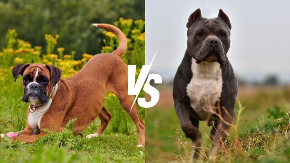 Boxer Vs. Pit Bull - Daily Bb News