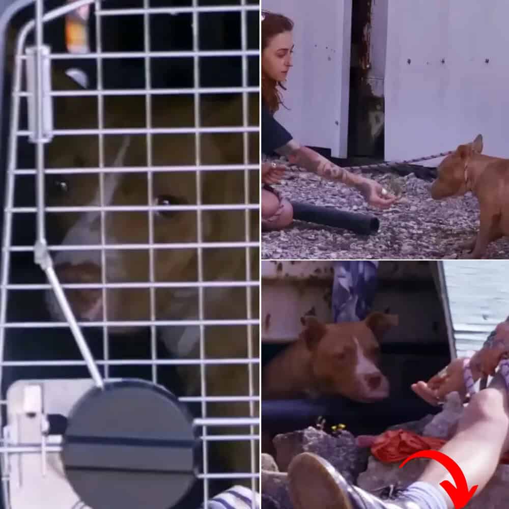 Brave Rescue Mariah Torres Saves Malnourished Stray Dog From Busy City Streets
