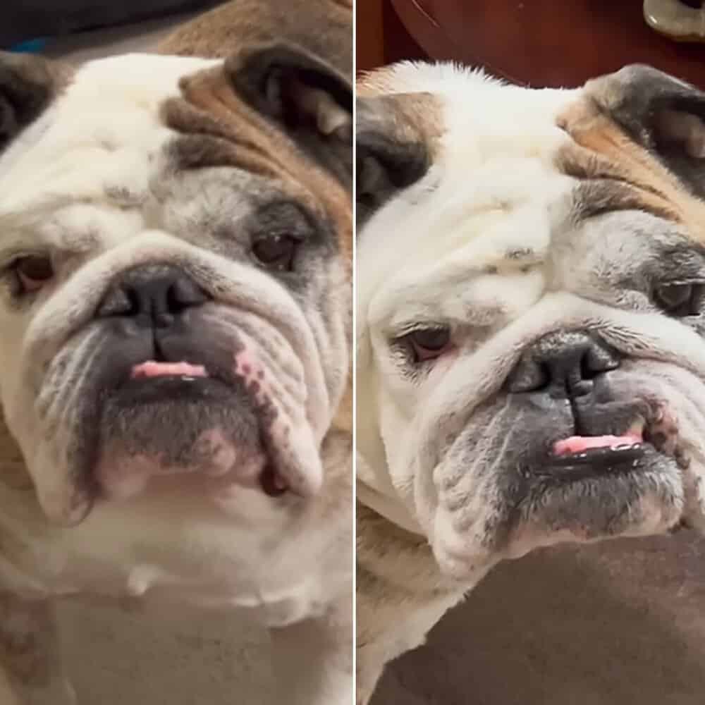 Bulldog Named Employee Of The Month In Heartwarming Gesture