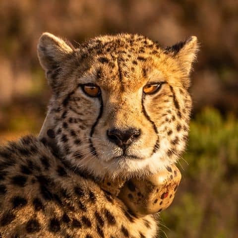 Cheetah