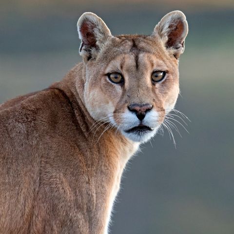 Cougar/Puma
