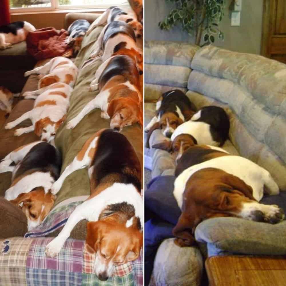 Creating A Cozy Retreat For Beagles A Touching Tribute To Canine Companionship
