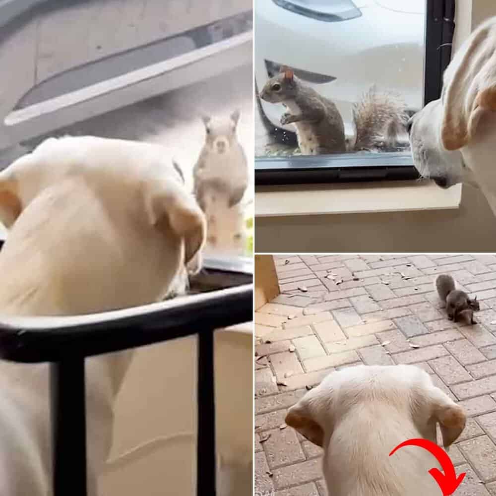 Daily Visits From A Squirrel Forge Unlikely Friendship With A Dog