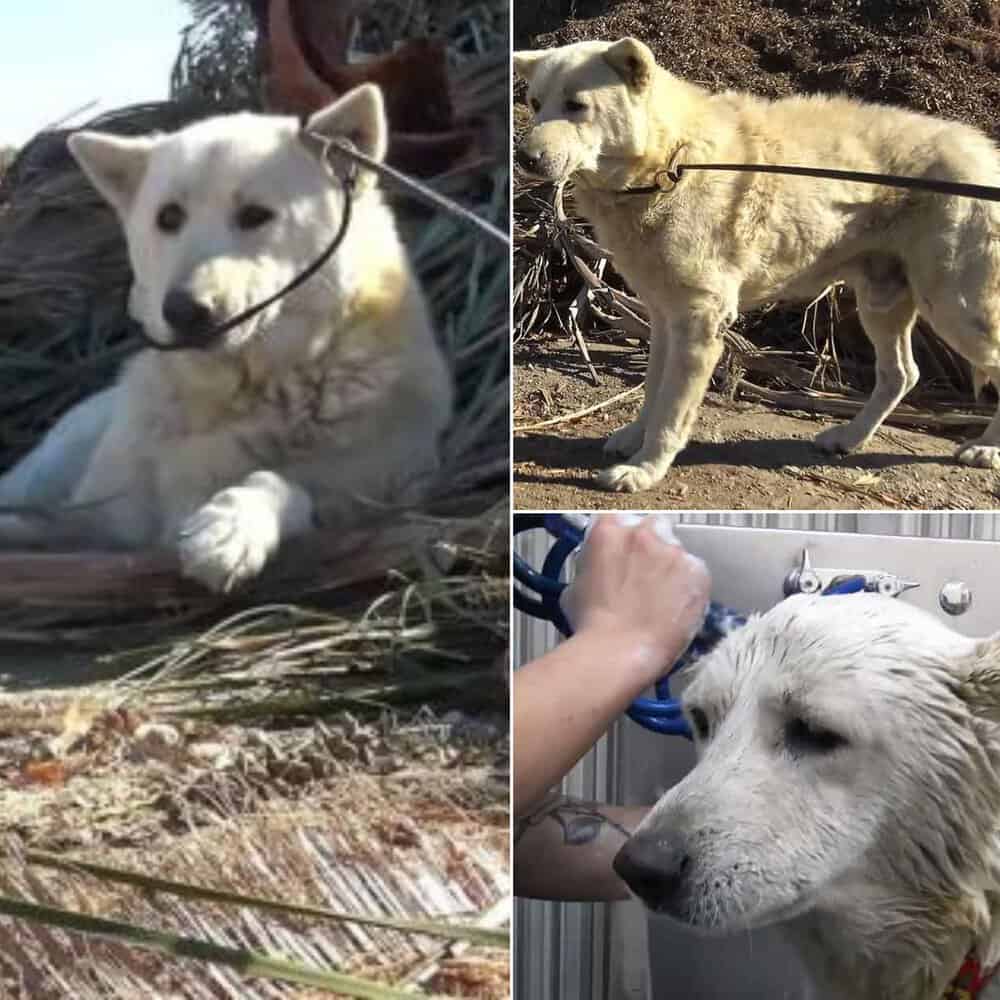 Deaf Senior Dog Rescued From Life By The Freeway Finds A New Home
