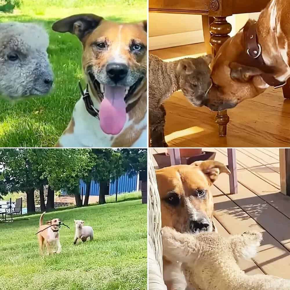 Dog Adopts Abandoned Baby Lamb As Her Own