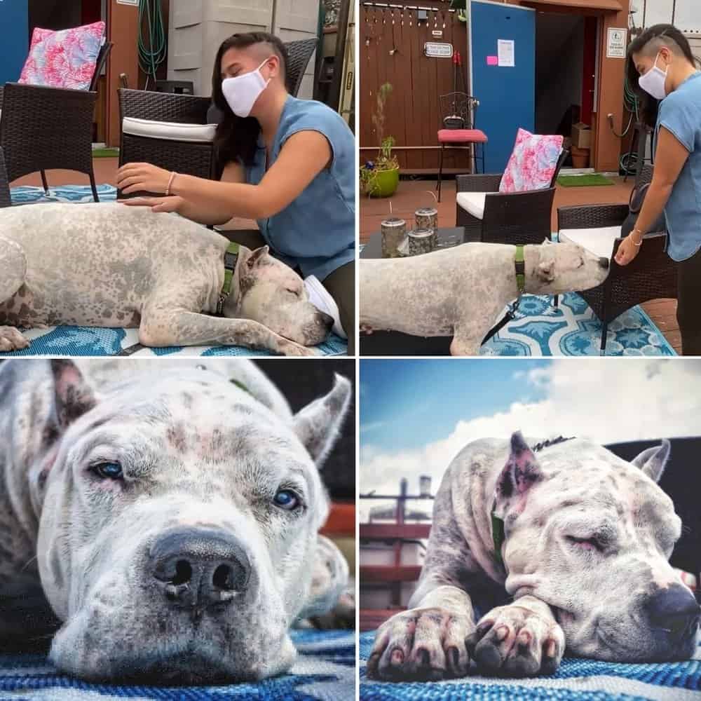 Dog Finds New Love After Tragic Loss Of Owner