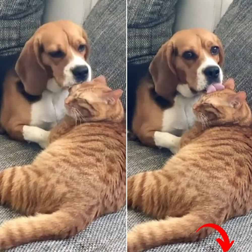 Dog Stops Cold When She Realizes She's On Camera Grooming Her Cat Friend