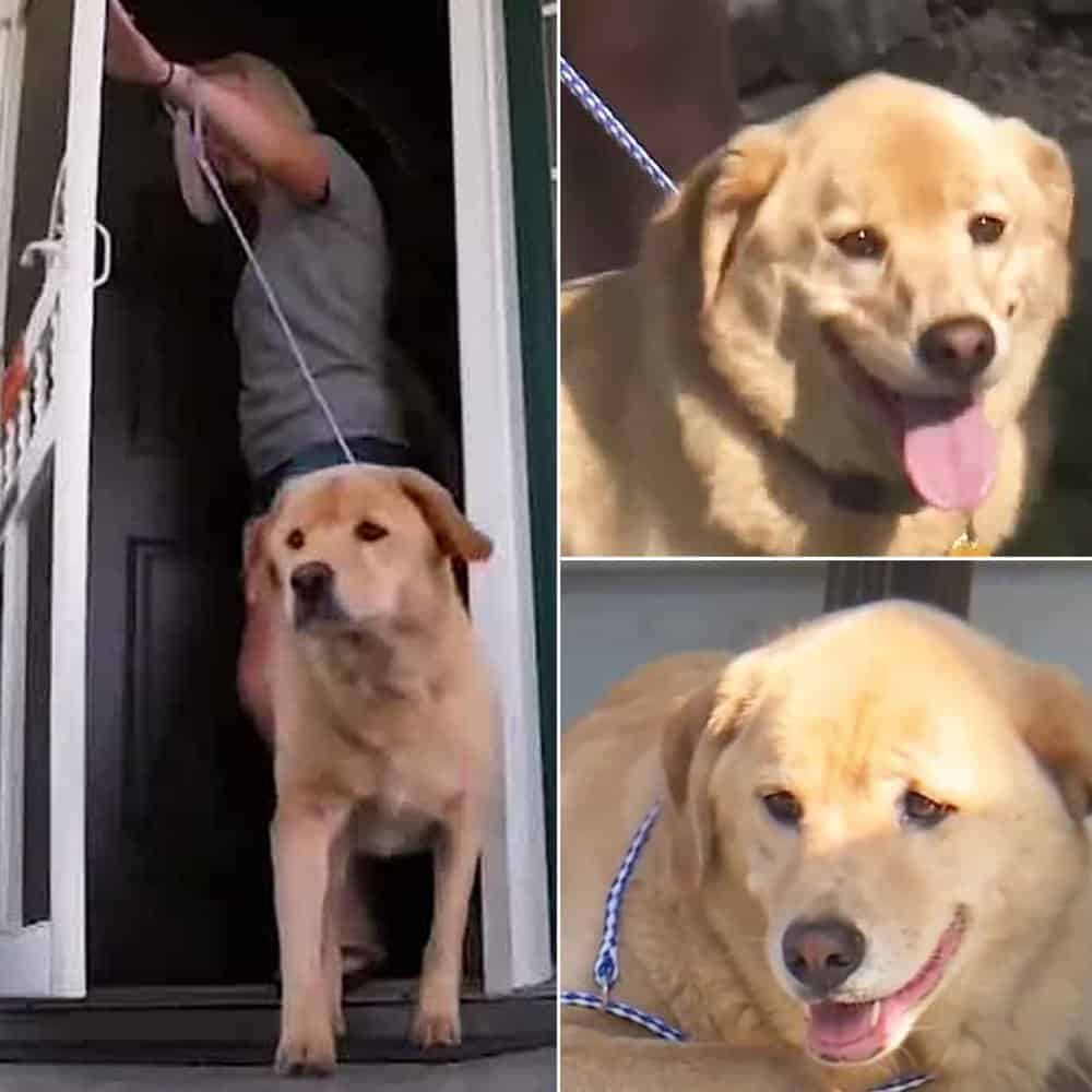 Dog Walks 57 Miles To Return To Her Old Home