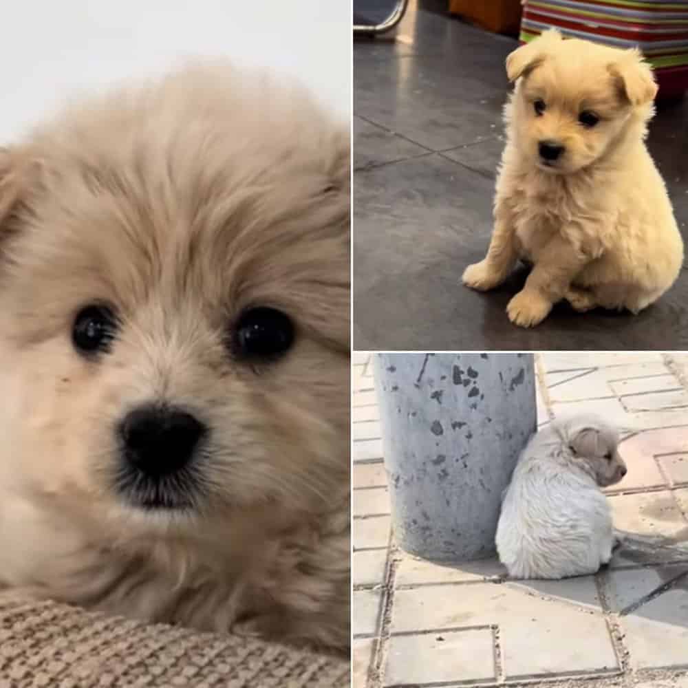 Driver Rescues Heat Stricken Puppy And Finds Him A Loving Home