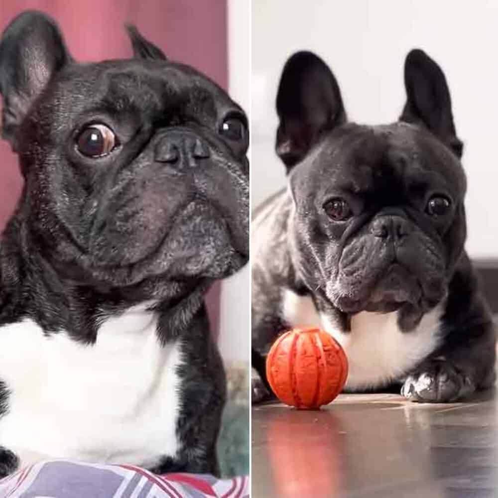 French Bulldog's Hilarious Reaction To Owner's Hand Gestures
