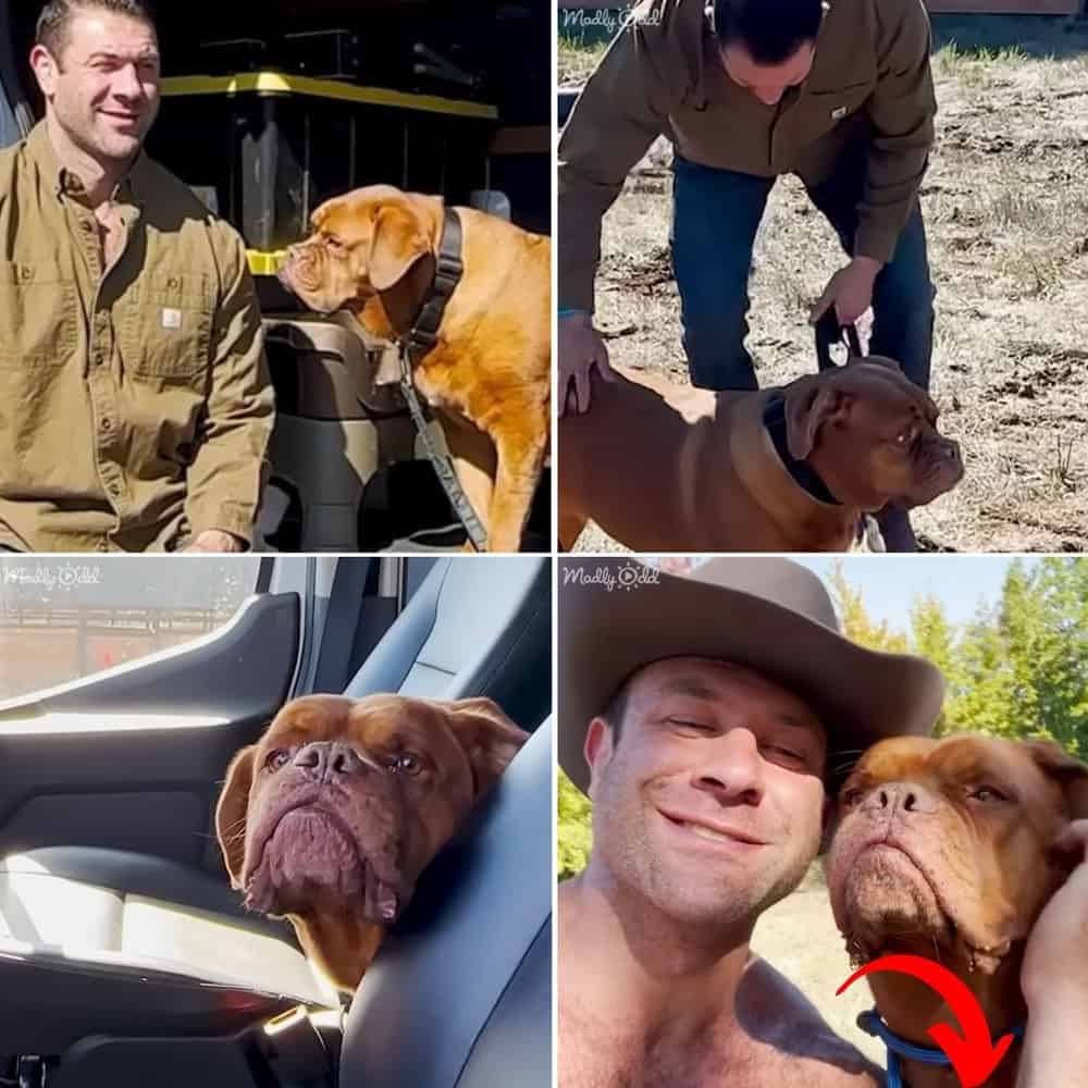 From Fear To Friendship 13 Year Old Dog's Heartwarming Journey To Trust And Love