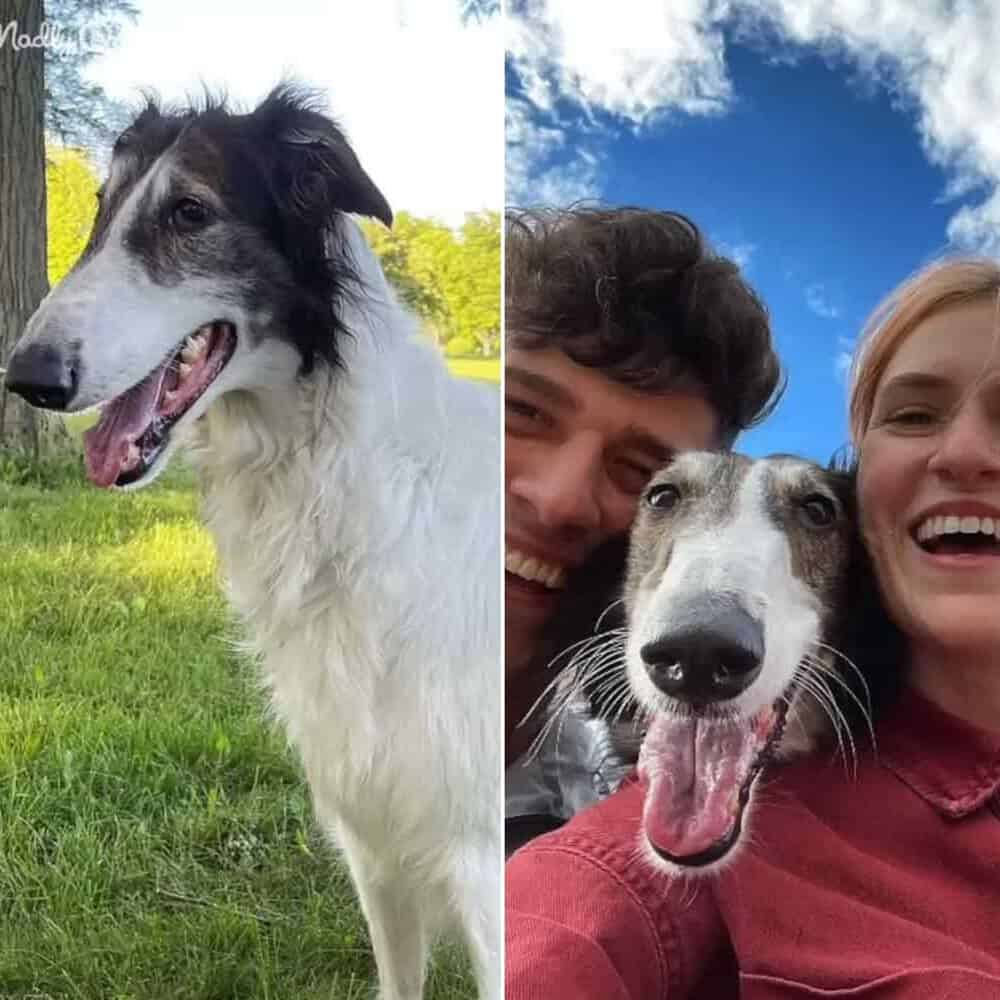 Giant Dog With A Matching Personality Wins Hearts