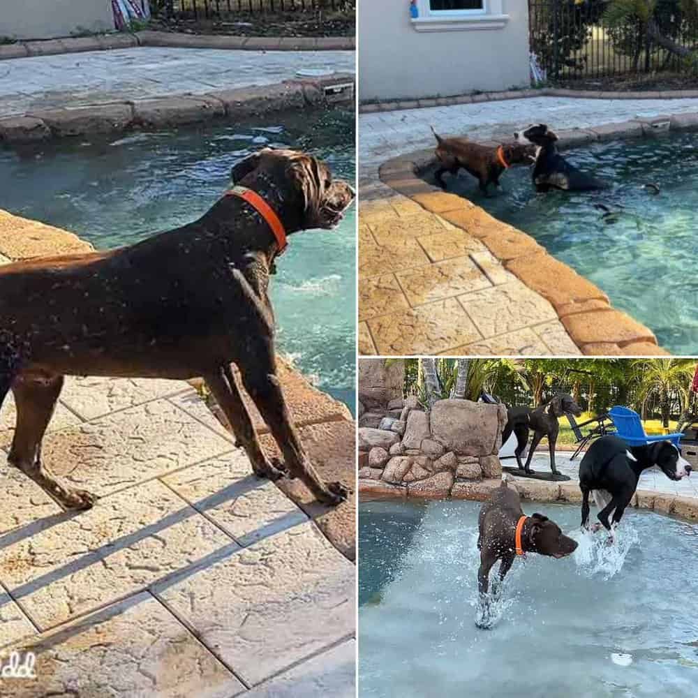Great Dane And Pointer Enjoy Energetic Playtime And Swimming Together