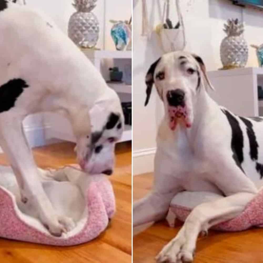 Great Dane’s Hilarious Attempt To Fit Into A Tiny Dog Bed Has Everyone Laughing