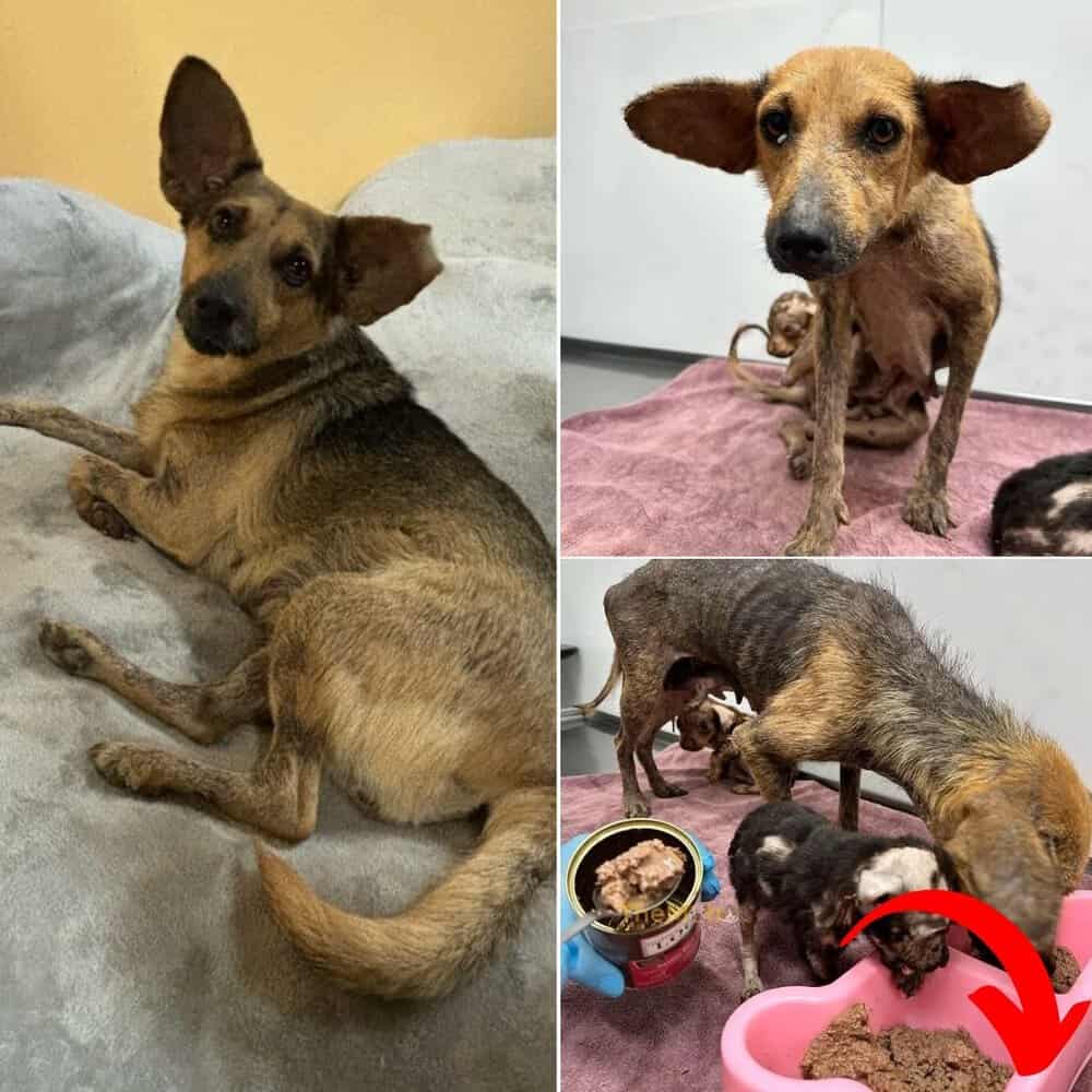 Heartbreaking Story Mother Dog Cuddles Sick Puppies After Being Abandoned Near Train Tracks