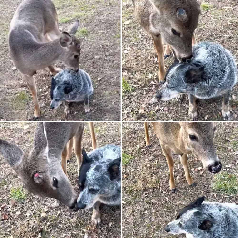 Heartwarming Friendship Blossoms Between Deer And Cattle Dog