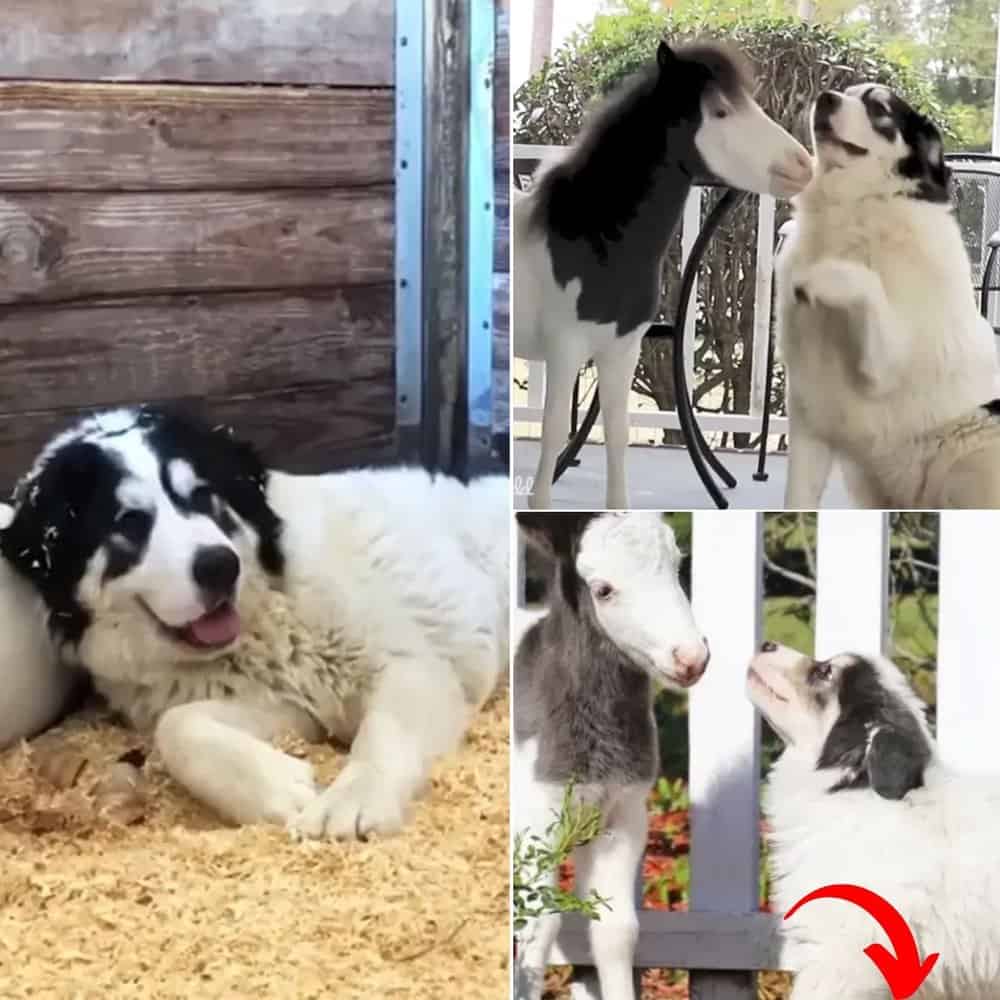 Heartwarming Friendship Mini Horse And Dog Form Unbreakable Bond