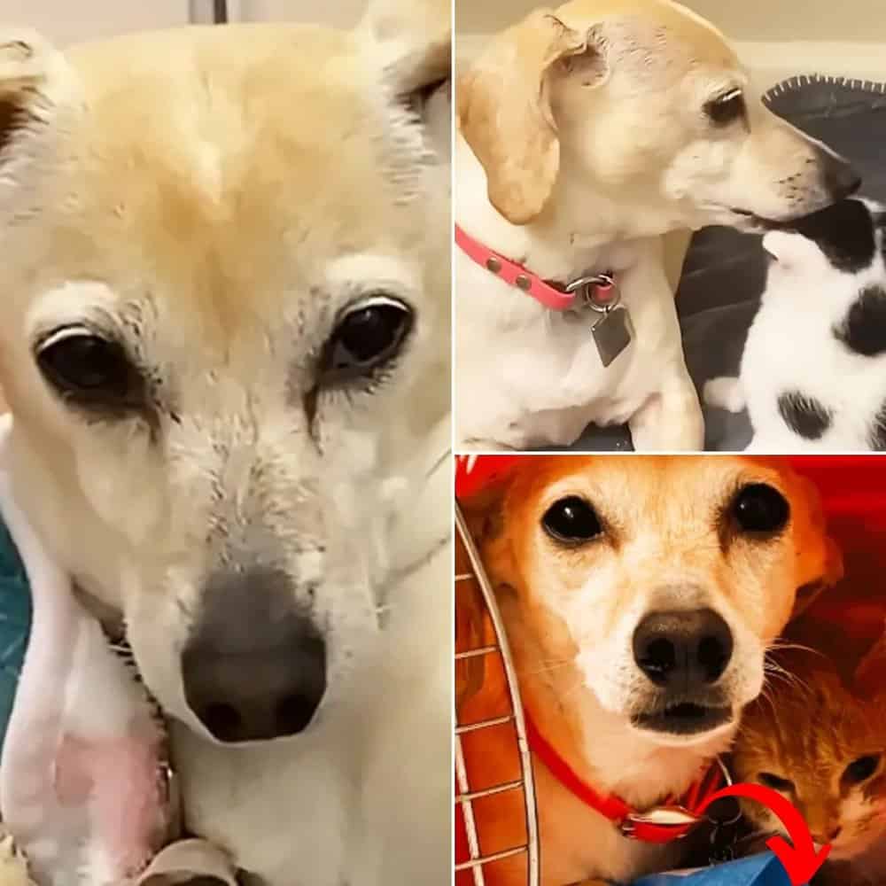 Heartwarming Mama Dog's Maternal Instinct Shines Through With Foster Kittens