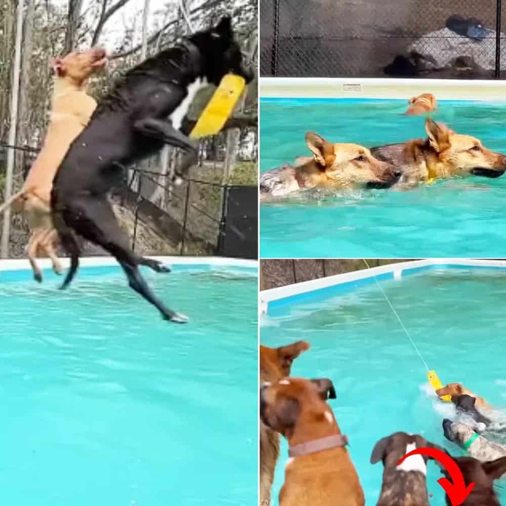 Heartwarming Pool Party Rescue Dogs Dive Into Joy